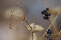 Smyrnium perfoliatum perfoliatum