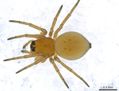 Ceraticelus artemisiae