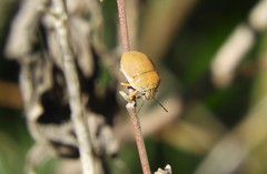 Orsilochides leucoptera