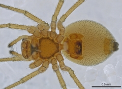 Ceraticelus artemisiae