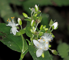 Moses-in-the-cradle (Tradescantia umbraculifera)