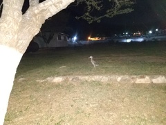 Nyctanassa violacea gravirostris