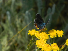 Pseudophilotes bavius