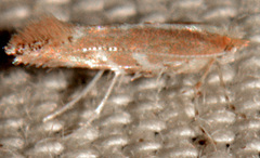 Cameraria quercivorella
