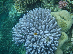 Acropora gemmifera