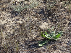 Centaurea seridis maritima