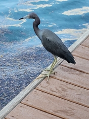 Egretta caerulea