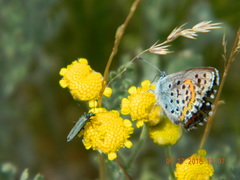Pseudophilotes bavius