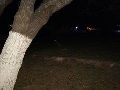 Nyctanassa violacea gravirostris