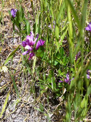 Rhinotropis californica