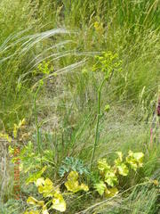 Pastinaca clausii