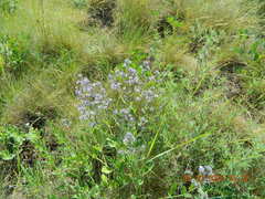 Nepeta parviflora