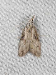 Nola biguttalis