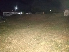 Nyctanassa violacea gravirostris