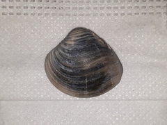 Anomalocardia flexuosa