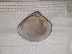 Anomalocardia flexuosa