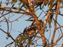Pheucticus melanocephalus