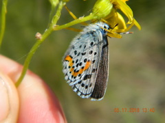 Pseudophilotes bavius