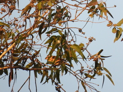 Pheucticus melanocephalus