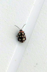 Alagoasa trifasciata