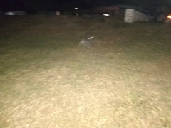 Nyctanassa violacea gravirostris