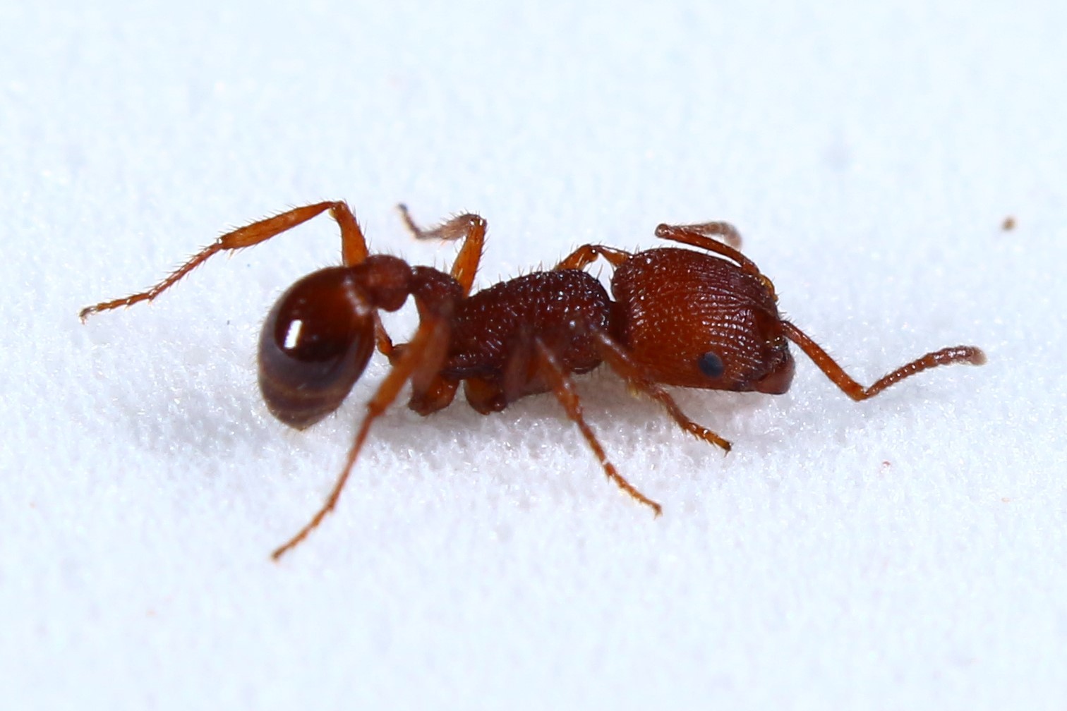 Pogonomyrmex naegelii