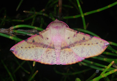 Oenochroma barcodificata