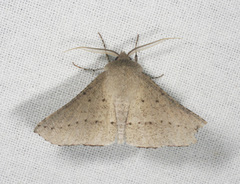 Oenochroma subustaria