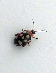 Alagoasa trifasciata