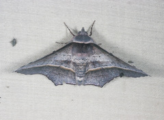 Oenochroma vetustaria