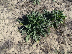 Centaurea seridis maritima