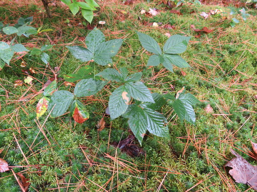 Peaty Dewberry (Rubus adjacens)