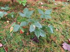 Rubus jacens