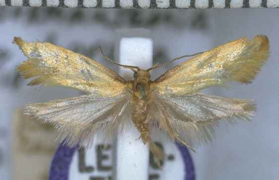 Tingena horaea