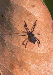 Gelonus tasmanicus