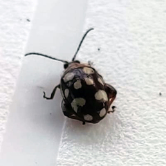 Alagoasa trifasciata