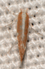 Cameraria quercivorella