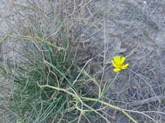 Launaea fragilis