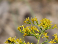 Solidago chapmanii image