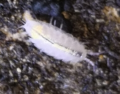 Androniscus dentiger