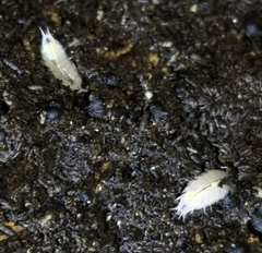 Androniscus dentiger