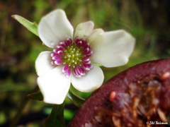 Knowltonia hepaticifolia