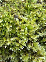 Brachythecium campestre