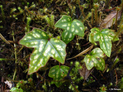 Knowltonia hepaticifolia