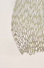 Brachythecium campestre