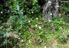 Knowltonia hepaticifolia