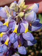 Lupinus neomexicanus