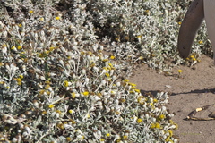 Senecio magellanicus