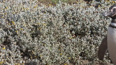 Senecio magellanicus