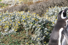 Senecio magellanicus